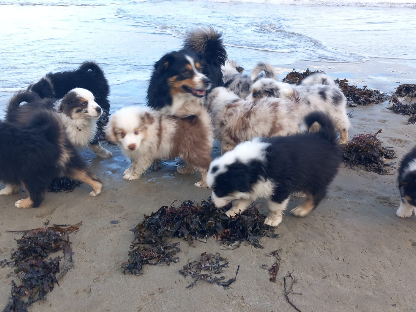 Sortie plage 2 ème portée