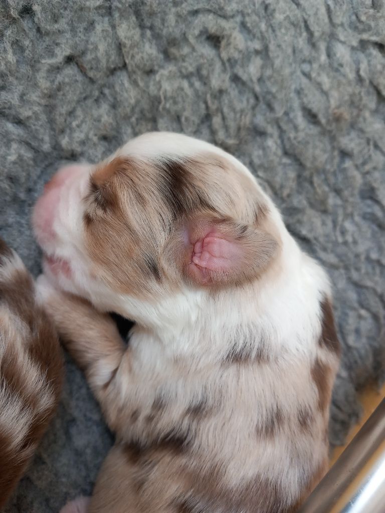 De La Pointe Aux Piments - Chiots disponibles - Berger Américain Miniature 