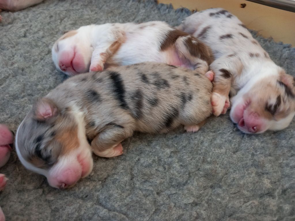 De La Pointe Aux Piments - Chiots disponibles - Berger Américain Miniature 