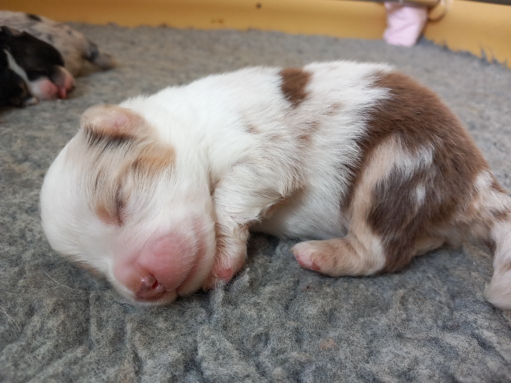De La Pointe Aux Piments - Chiots disponibles - Berger Américain Miniature 
