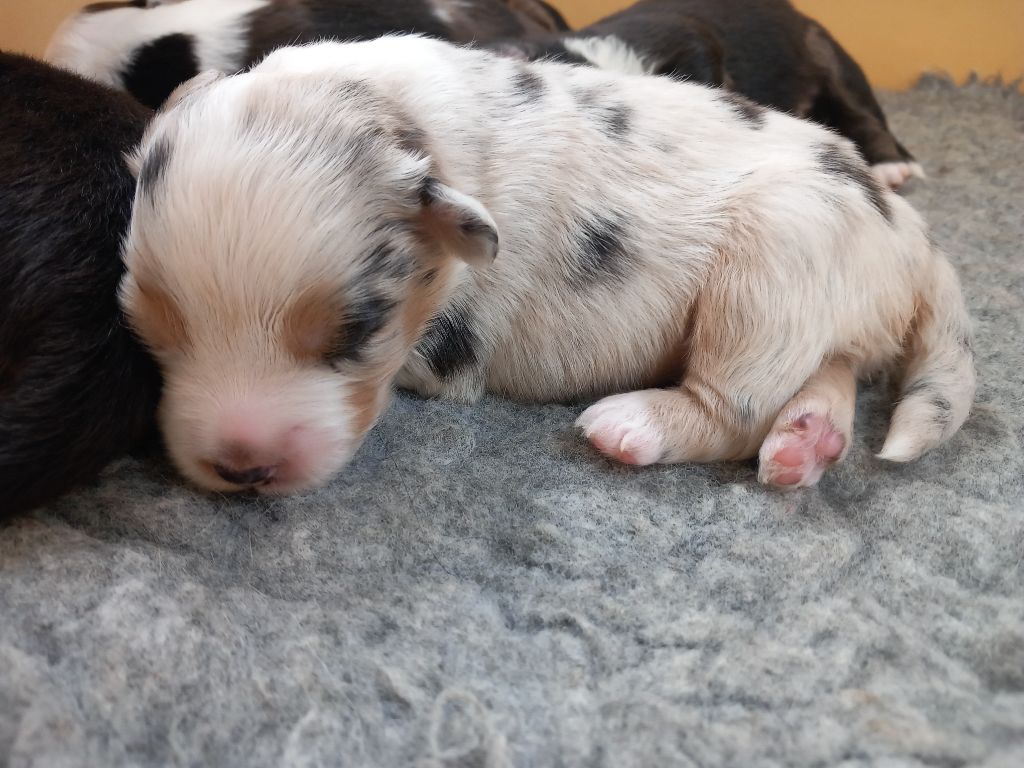 De La Pointe Aux Piments - Chiots disponibles - Berger Américain Miniature 