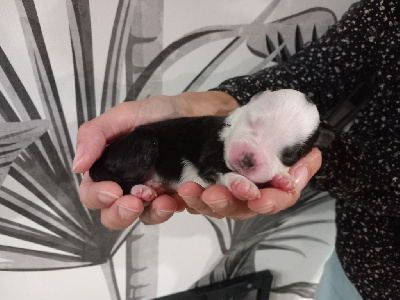 CHIOT