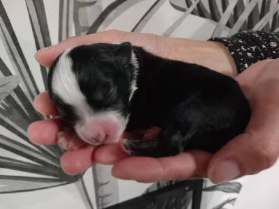 CHIOT