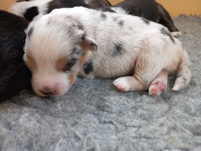 CHIOT