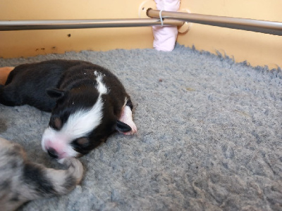 CHIOT