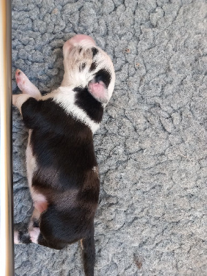 CHIOT