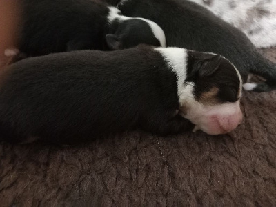CHIOT
