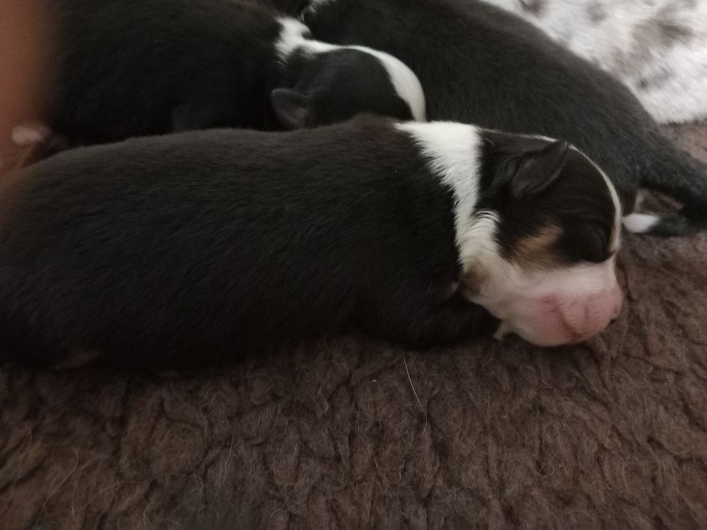 De La Pointe Aux Piments - Chiots disponibles - Berger Américain Miniature 